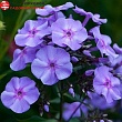 Флокс метельчатый 