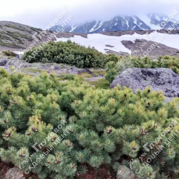 Кедровый стланик на фото