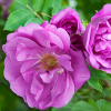 Роза Ругоза (Rosa rugosa) Foxi Pavement С5 НАп/25