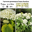 Гортензия древовидная 