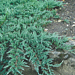 Можжевельник горизонтальный 