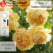 Роза флорибунда Д. Остин 