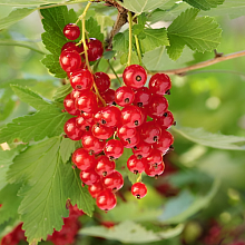 Основное изображение товара