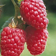 Малина 