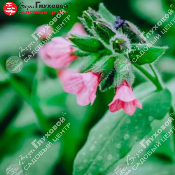 Медуница сахарная "Дора Билефелд" на фото