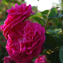 Основное изображение товара