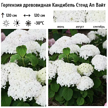 Основное изображение товара