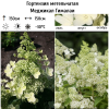 Гортензия метельчатая (Hydrangea paniculata) Меджикал Гималаи С3 СП/25