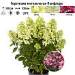 Гортензия метельчатая 