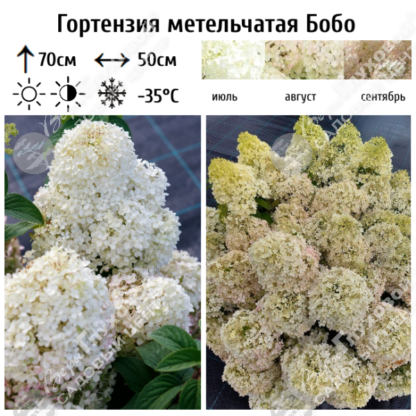 Гортензия метельчатая "Бобо" на фото