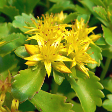 Основное изображение товара