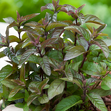 Основное изображение товара