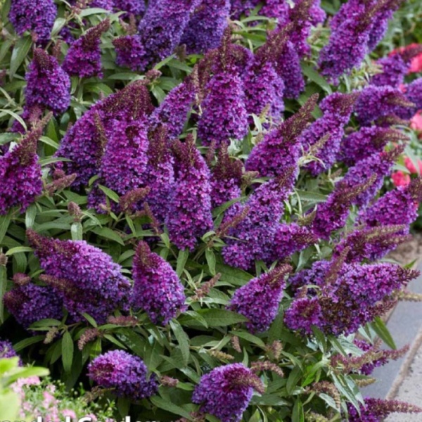 Основное изображение товара