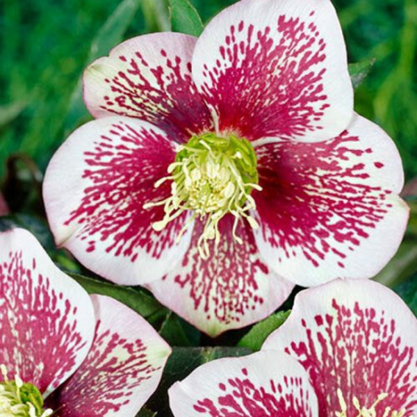 Основное изображение товара