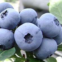 Основное изображение товара