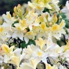 Азалия листопадная (Azalea) 'Daviesii' 80-100 С18 БдН/24