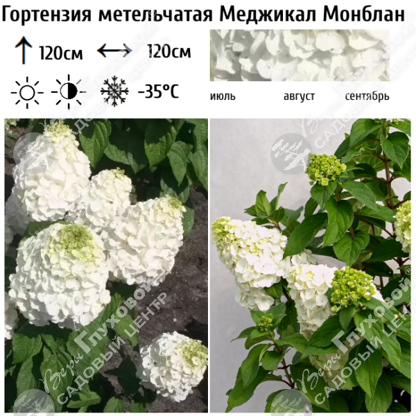 Гортензия метельчатая "Меджикал Монблан" на фото