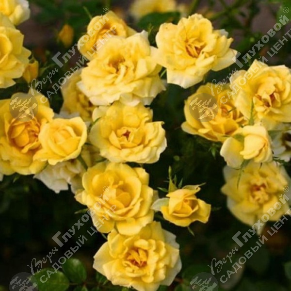 Роза миниатюрная "Yellow Fairy" на фото