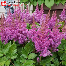 Основное изображение товара