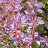 Барбарис Тунберга (Berberis thunbergii) Фламинго С3 СП/25