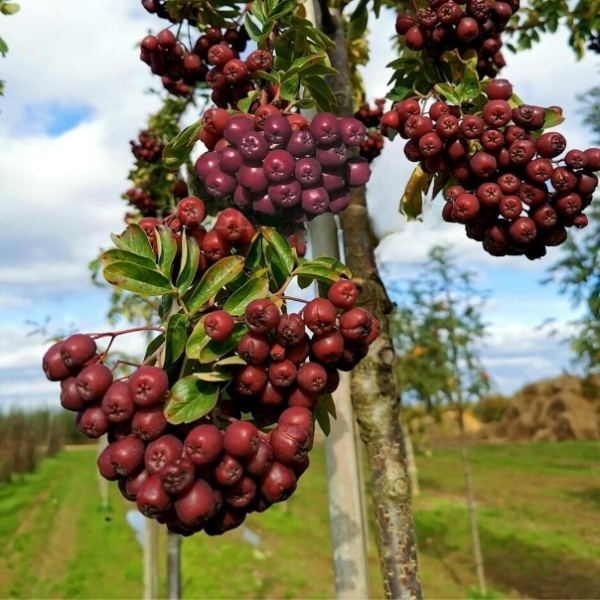 Основное изображение товара