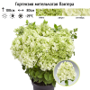 Гортензия метельчатая (Hydrangea paniculata) Пантера С5 РАст/24