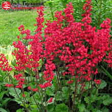 Основное изображение товара