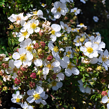 Основное изображение товара