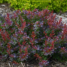 Основное изображение товара