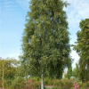 Береза повислая (Betula pendula) Фастигиата 300-350 С45 РСав/25