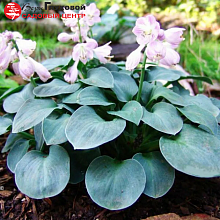 Основное изображение товара