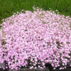 Гипсофила метельчатая (Gypsophila panikulata) Пинк Фестиваль С2 ГлХ/26