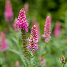 Основное изображение товара