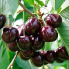 Черешня Речица (средний сорт)
