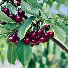 Основное изображение товара