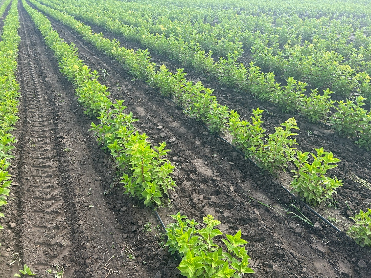 Новые решения в борьбе с сорняками