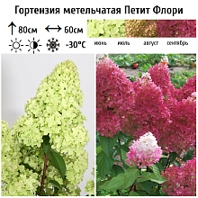 Основное изображение товара