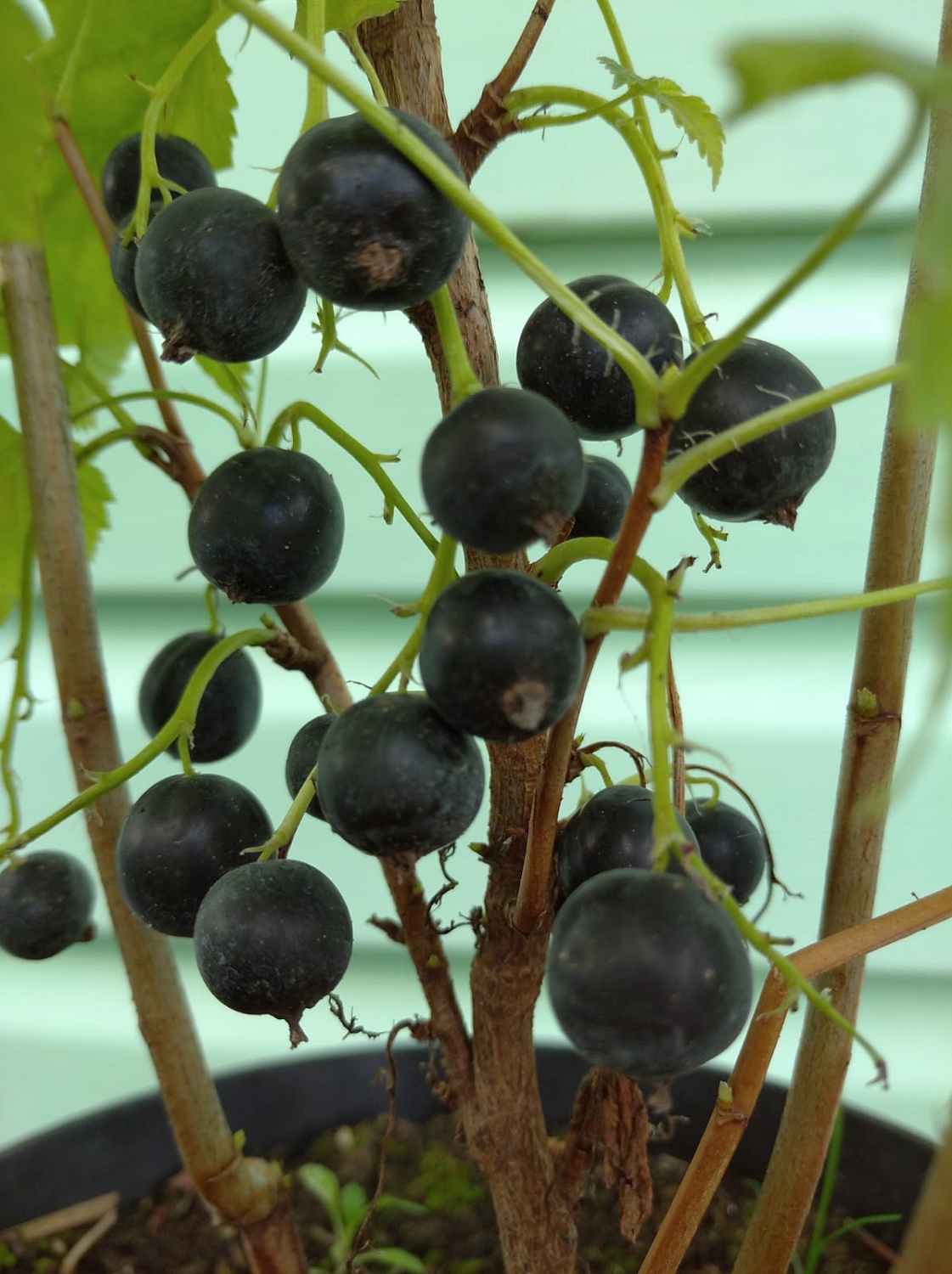 АКЦИЯ: Двухлетние саженцы смородины от 75₽