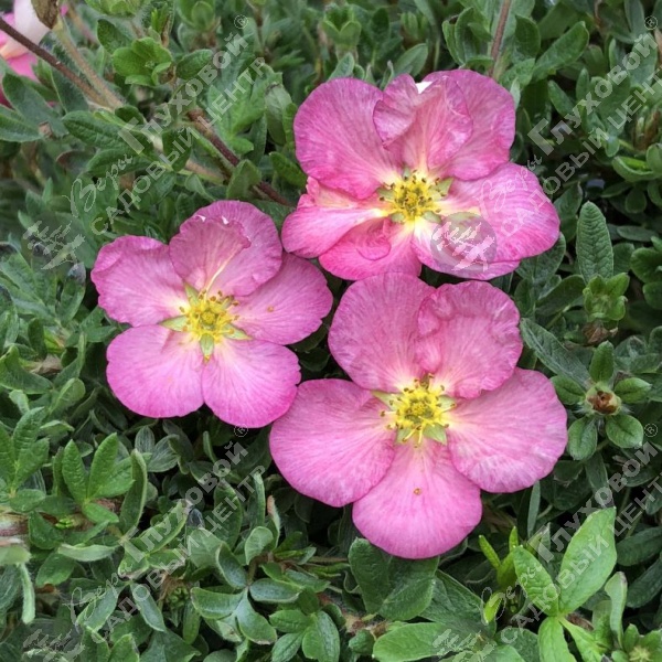 Лапчатка кустарниковая "Нью Даун" на фото