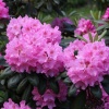 Рододендрон (Rhododendron) крупноцветковый 'Helsinki University' 60-80 С35 ПЧ/26