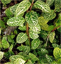 Жимолость японская 