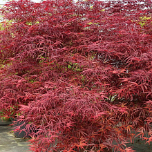 Основное изображение товара