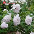 Роза Ругоза 