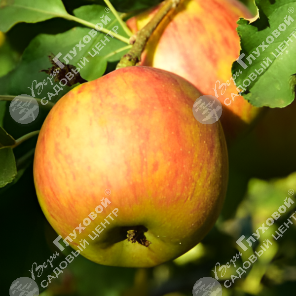 Яблоня "Джеймс Грив" на фото