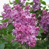 Сирень обыкновенная (Syringa vulgaris) Богдан Хмельницкий С3 СП/25