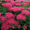 Очиток видный (Sedum spectabile) Бриллиант С1,5 НСп/26