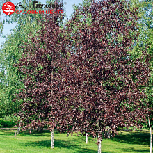 Основное изображение товара