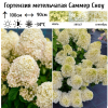Гортензия метельчатая "Саммер Сноу" на фото