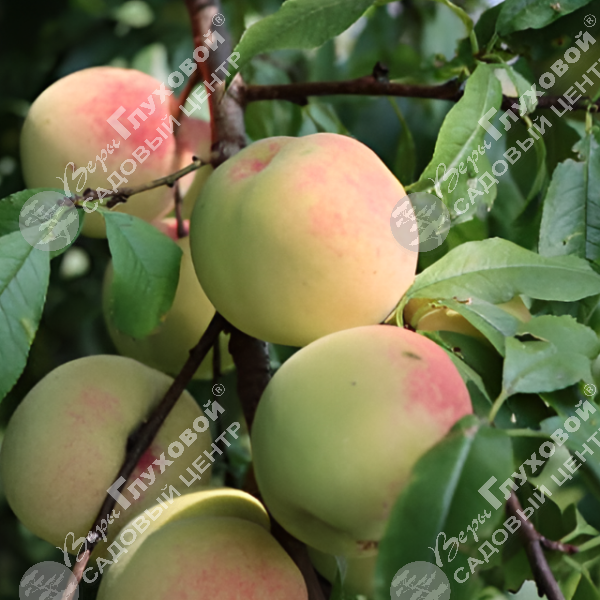 Персик "Донской белый" на фото