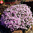 Флокс шиловидный 